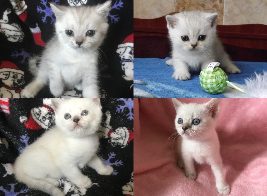 Домашние шотландские котята Харьков - изображение 1