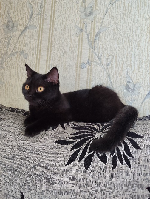 Шукаємо домівку для лагідної Цирі Харьков - изображение 2