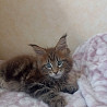 Мейн Кун котенок Дніпро