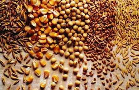 Купуємо некондицію, зерновідходи Дніпро