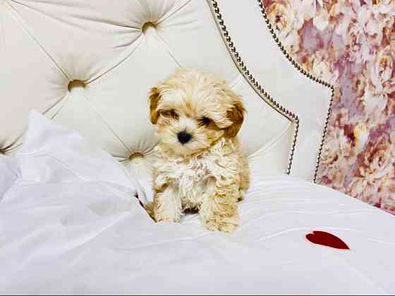 Цуцики Мальтіпу шукають сімʼю Львов