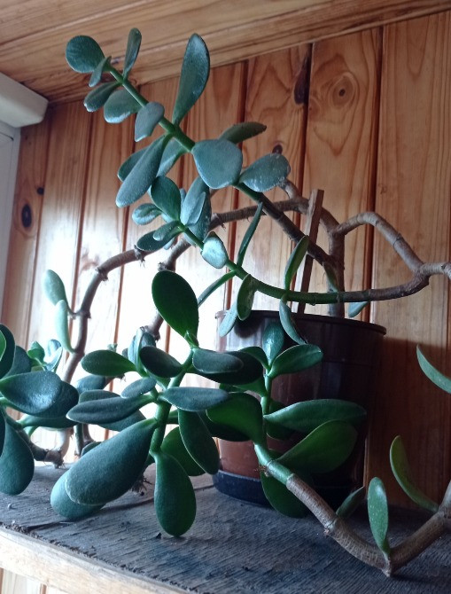 Толстянка денежное дерево крассула с горшком Киев - изображение 2