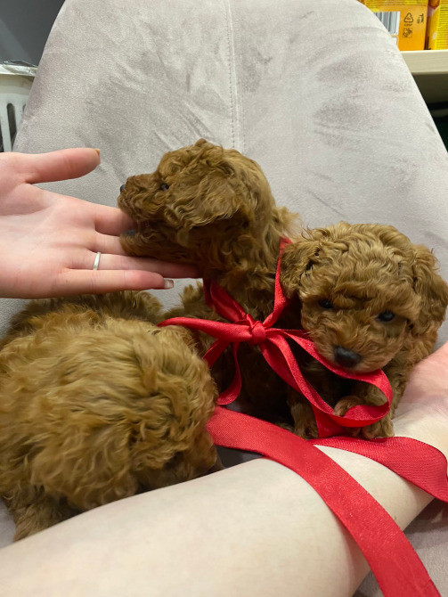 Той пудель шоколадный мерле Київ - зображення 3