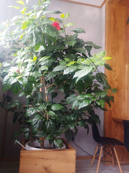 Оренда 4-х к. квартира студіо в ЖК Soho Residense. №11198418 Киев - изображение 9