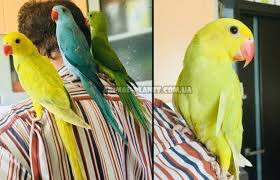 Ожереловий або намистовий папуга. Пташенята - вигодованці Киев - изображение 1
