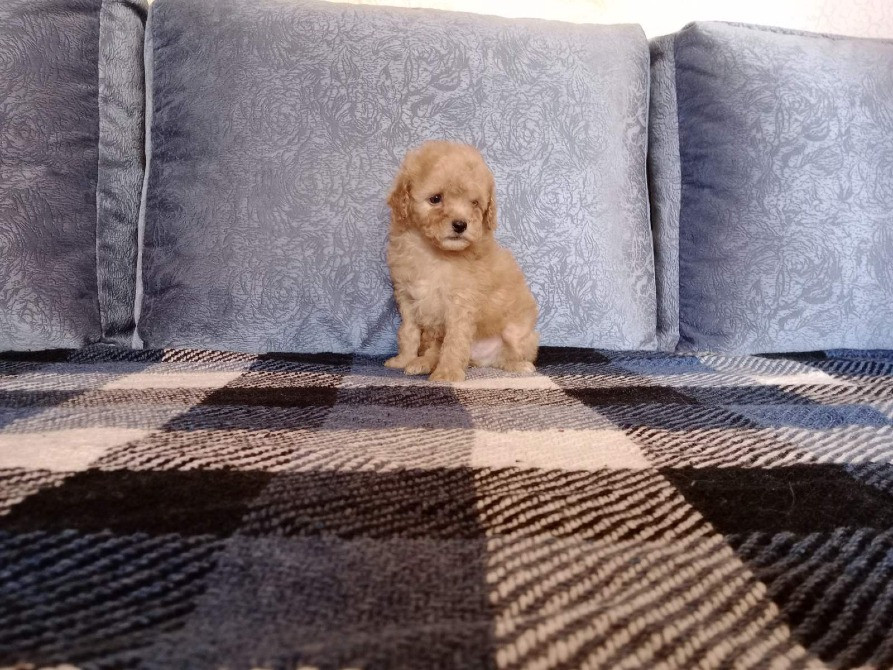 Щенок той-пудель, абрикос Киев - изображение 2