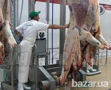 Линия по убою свиней и крс Львов - изображение 1