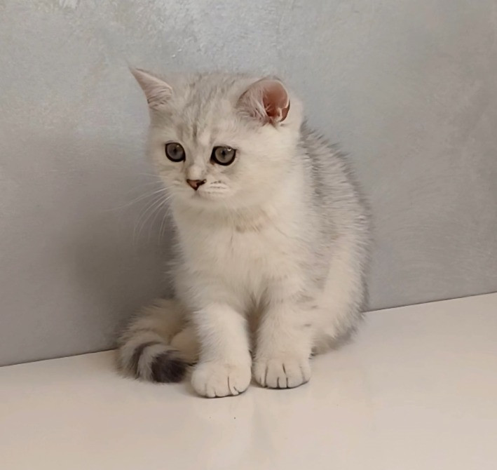 Шотландське кошенятко срібна шиншила Стрий - зображення 2