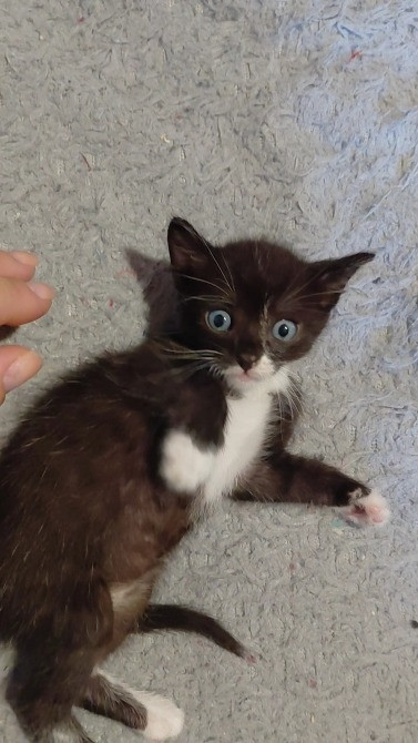 🐾 Маленькі янголятка-кошенята шукають люблячу родину 💕 Киев - изображение 1