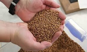 Продаж гречки, гречихи. Від 5 тонн Вінниця - зображення 1