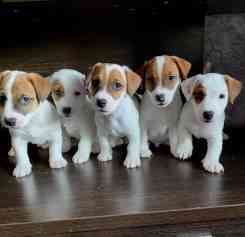 Очaровательные мaлыши поpоды Джек Рacceл тeрьep Київ