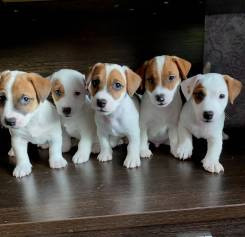 Очaровательные мaлыши поpоды Джек Рacceл тeрьep Київ - зображення 1