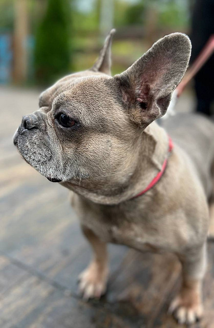 Французький бульдог Полтава - зображення 2