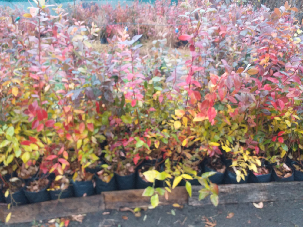 Лохини "Голубика" Київ - зображення 3