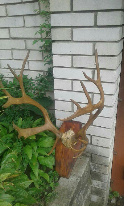 Продам рога Северного оленя Вишгород - зображення 3
