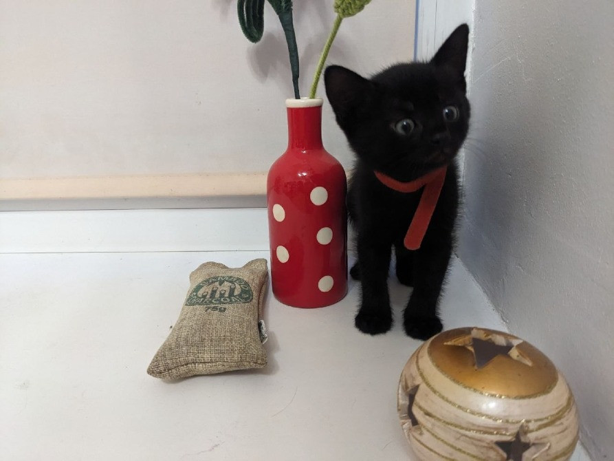 Подарую чудового котика Суми - зображення 2