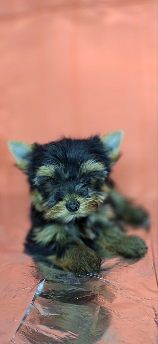 Йорко -девочка стандарт Одесса - изображение 3