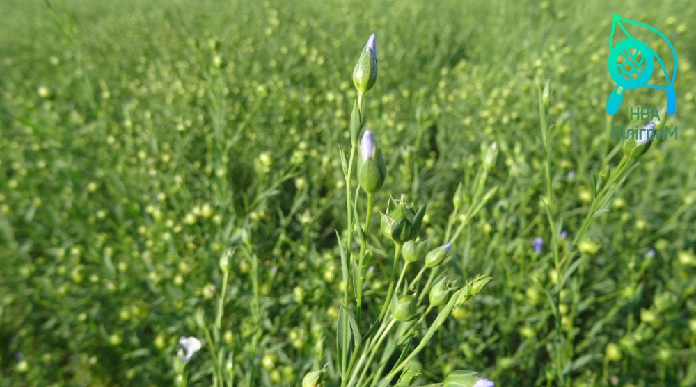 насіння льону олійного, ранній сорт "Надійний". 1р Запорожье - изображение 1