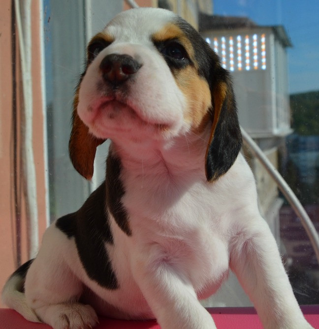 Біглі від батьків чемпіонів. Документи київського клубу, чіповані. Київ - зображення 7