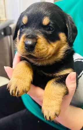 Продам ротвейлерів Київ