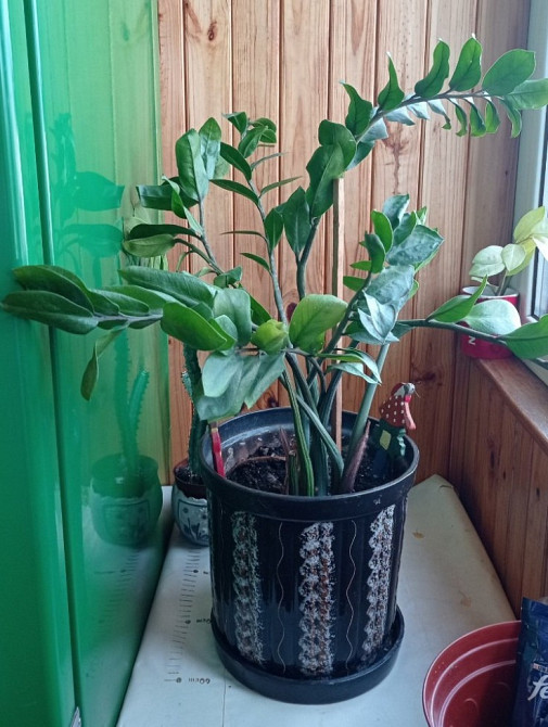 Замиокулькас долларовое дерево с горшком Київ - зображення 3