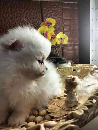 Шпиц померанский Кам'янець-Подільський