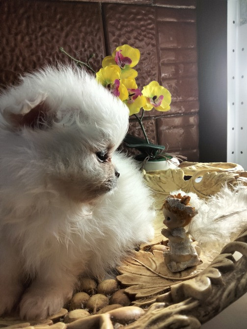 Шпиц померанский Кам'янець-Подільський - зображення 3