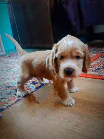 Английский кокер спаниель щенки Запоріжжя