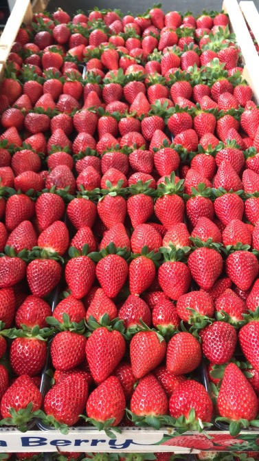 Продаем клубнику Киев - изображение 8