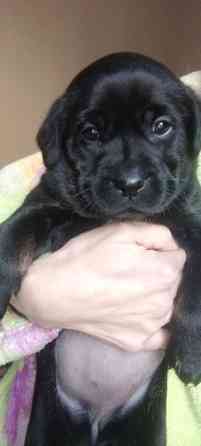 Щенки метисы таксы и гончей Дніпро