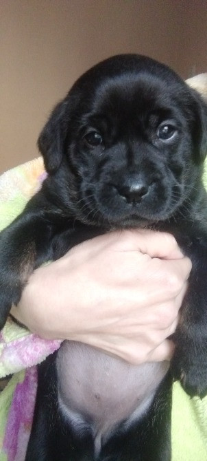 Щенки метисы таксы и гончей Дніпро - зображення 3