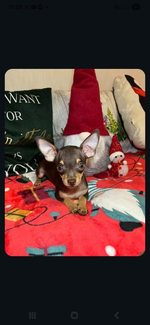 Той-тер'єр Житомир - изображение 3