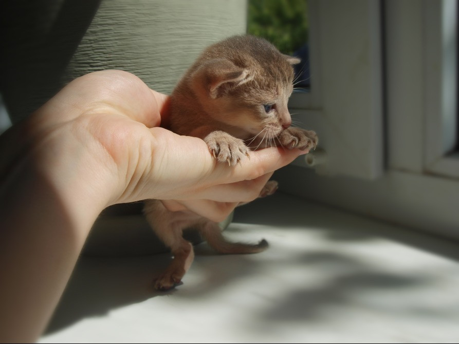 Абиссинская кошка котёнок Київ - зображення 1