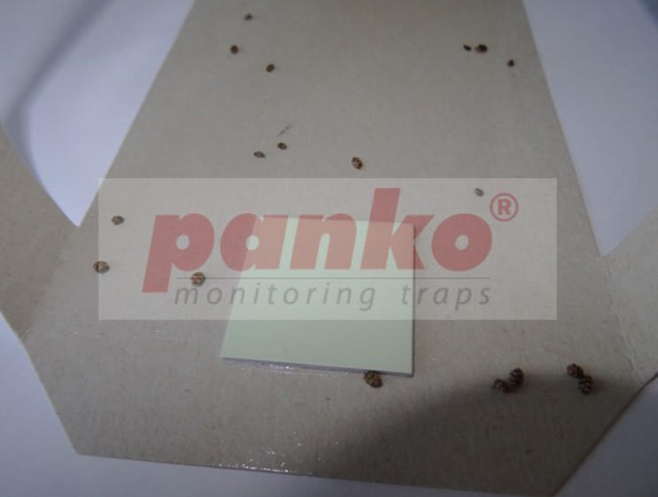 Ловушка пищевых жучков Panko L-Trap 2 шт Одеса - зображення 2