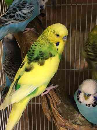 Хвилясті Чехи папуги, яскраві, веселі і кмітливі Киев