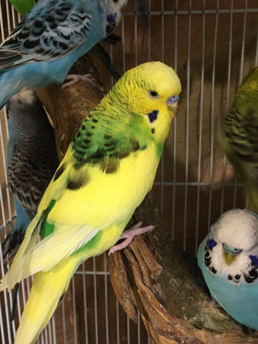 Хвилясті Чехи папуги, яскраві, веселі і кмітливі Киев - изображение 2