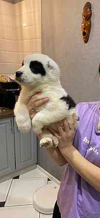 Продам щенков среднеазиатской овчарки(сао),алабай Кам'янське (Дніпродзержинськ)