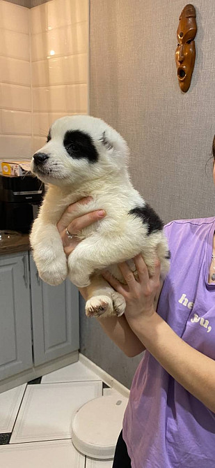 Продам щенков среднеазиатской овчарки(сао),алабай Кам'янське (Дніпродзержинськ) - зображення 2