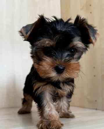 Йоркширський тер'єр міні щеня Винница