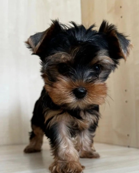 Йоркширський тер'єр міні щеня Вінниця - зображення 4