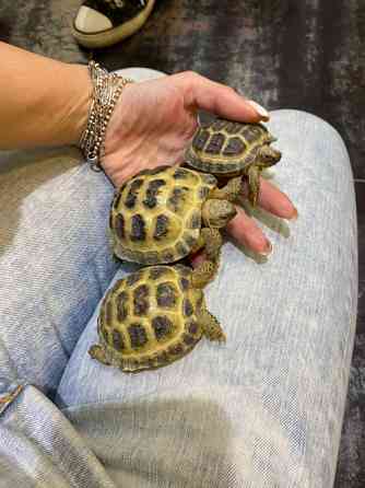 Среднеазиатская сухопутная черепаха Київ