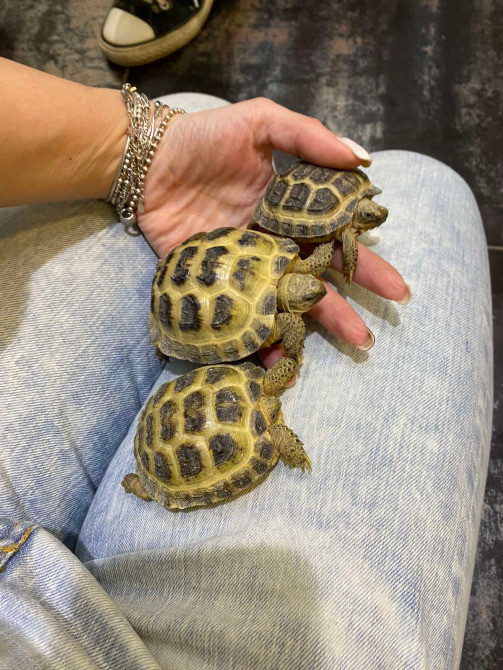 Среднеазиатская сухопутная черепаха Киев - изображение 3