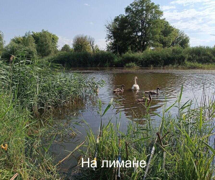 продажа 5-к дача Раздельнянский, Бурдовка, 40000 $  - зображення 4