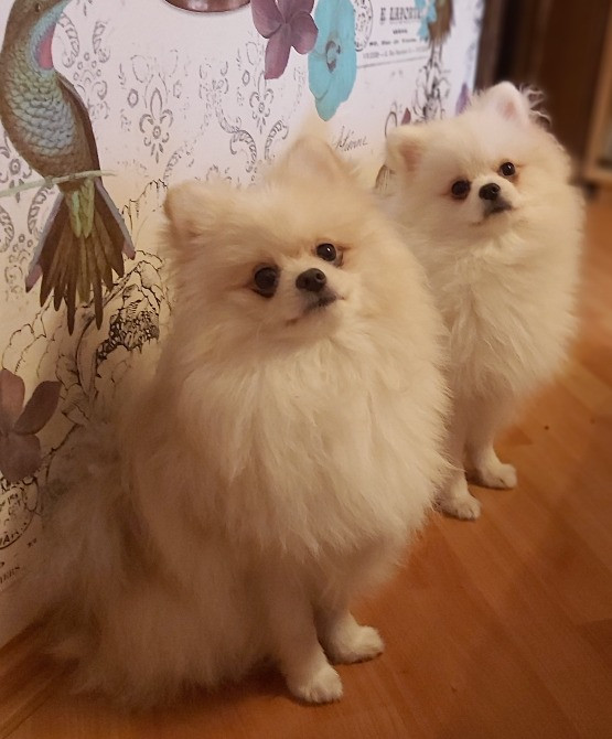 Хлопці шпіцулі,красунчики Полтава - зображення 2