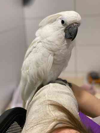 Пташеня какаду окільцьований Київ