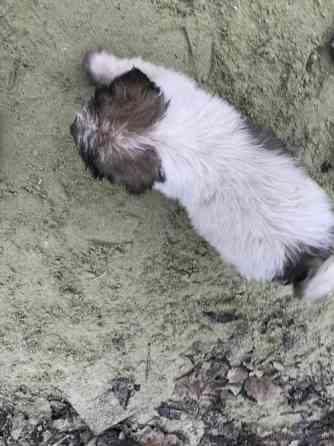 Цуценя Мукачево