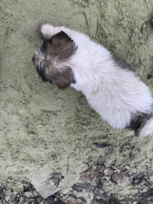 Цуценя Мукачево - изображение 6