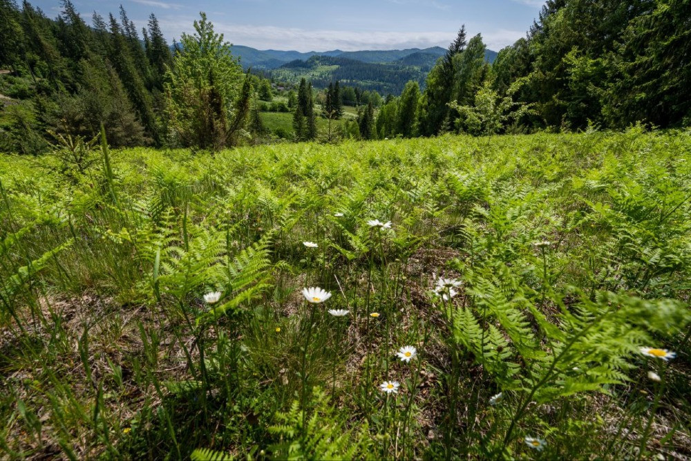 Земельна ділянка в Микуличині 1.29 га Яремче - зображення 7