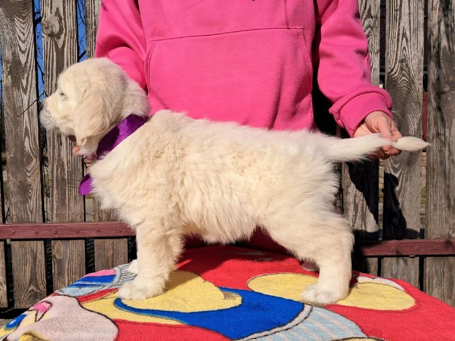 Цуценята золотистого ретривера Ot Bahur Київ - зображення 6