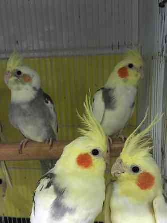 Корела - бюджетна пропозиція Киев